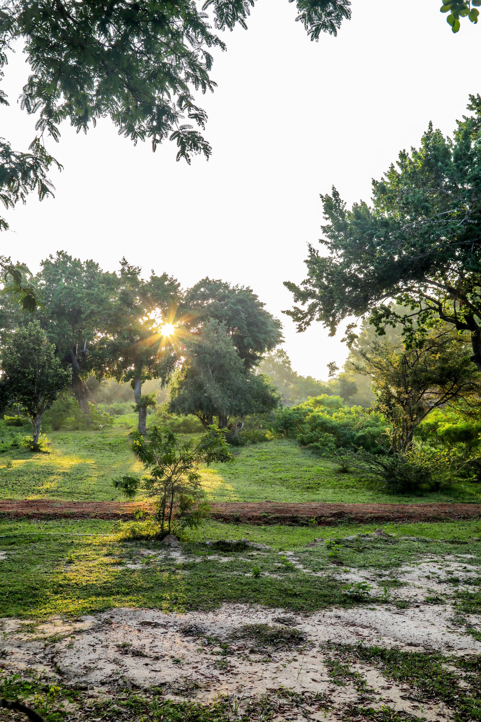 Ethereal sunbeams filter through the forest canopy onto a sandy jungle trail near the Yala National Park entrance.