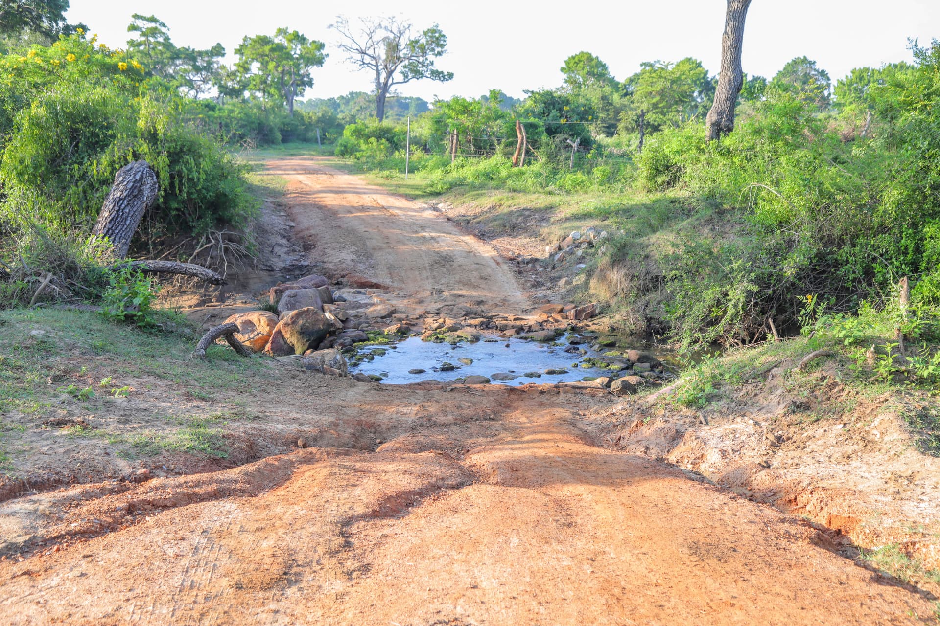 A rugged safari track crossing a puddle through the Sri Lankan wilderness — the classic Yala jeep safari adventure begins.