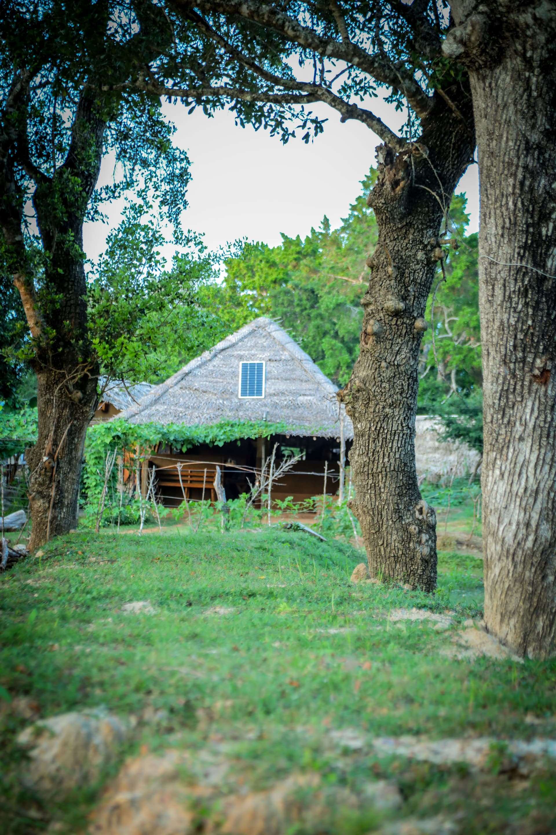 The rustic wooden thatched villa stands proudly in a grassy clearing, cradled by two large mature trees under open skies.