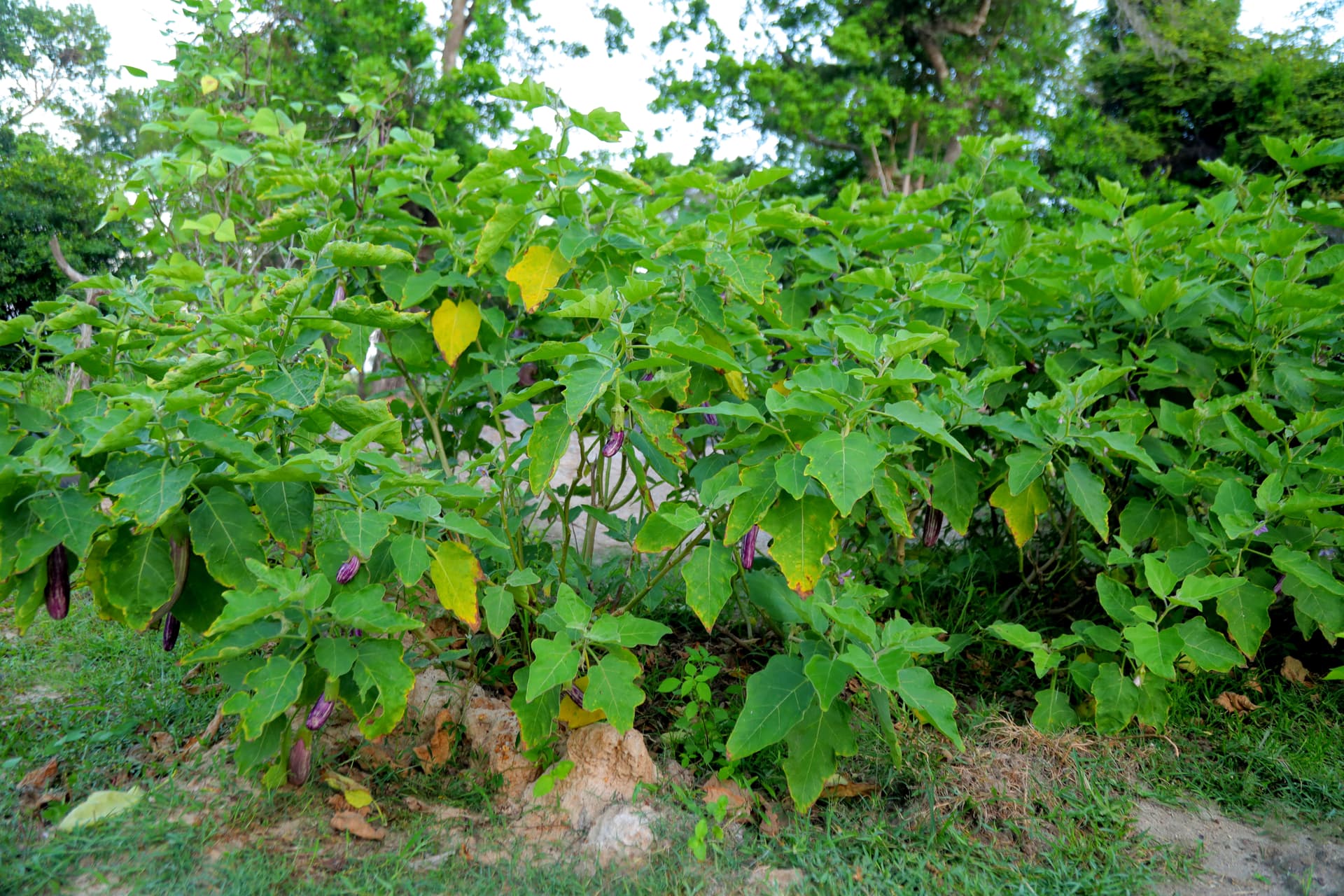 Plump, deep-purple eggplants growing in the villa's private sustainable garden — ingredients for an authentic Sri Lankan meal.