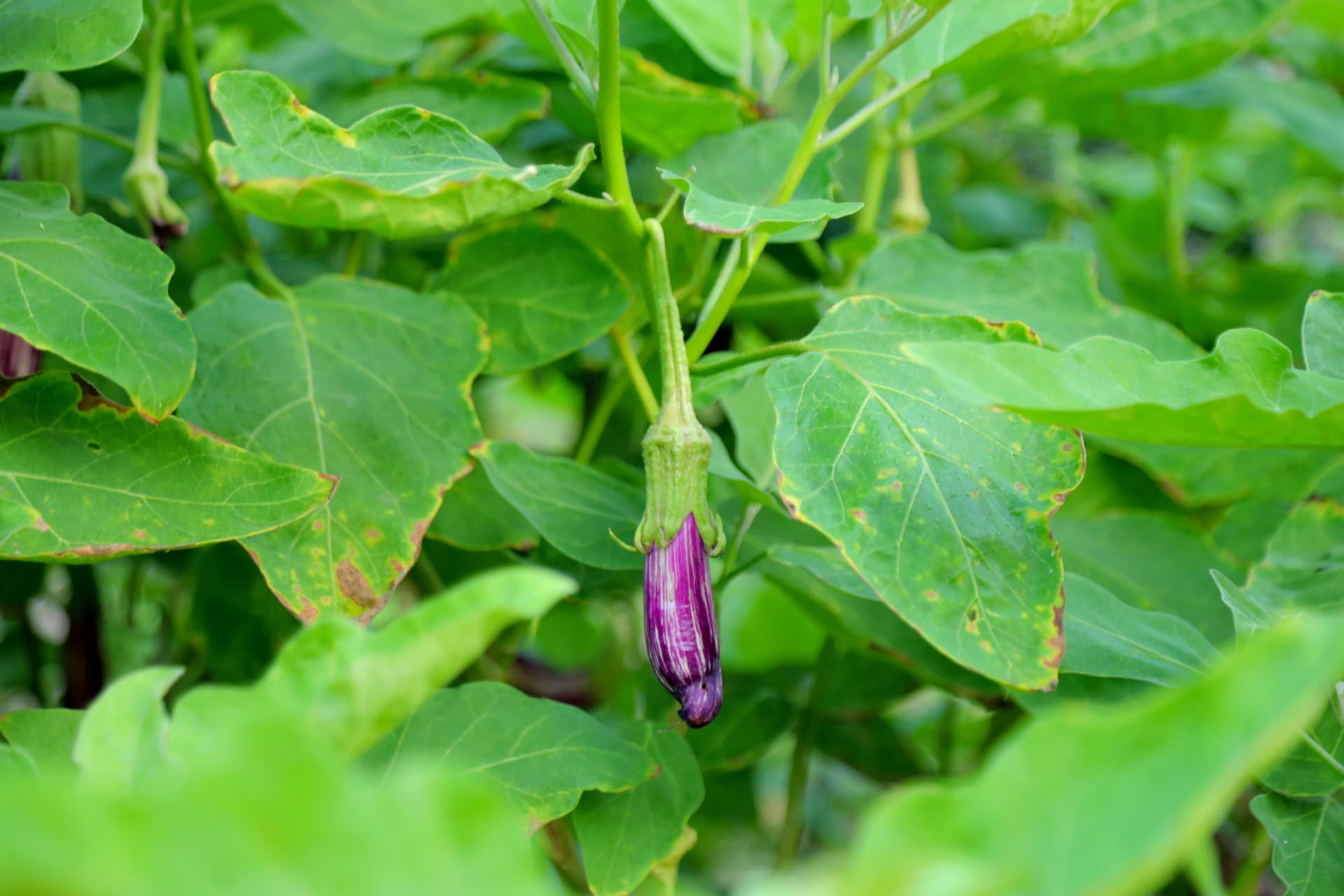 Striped violet eggplants ripening in the lush vegetable patch of the Nature Win Yala private garden.