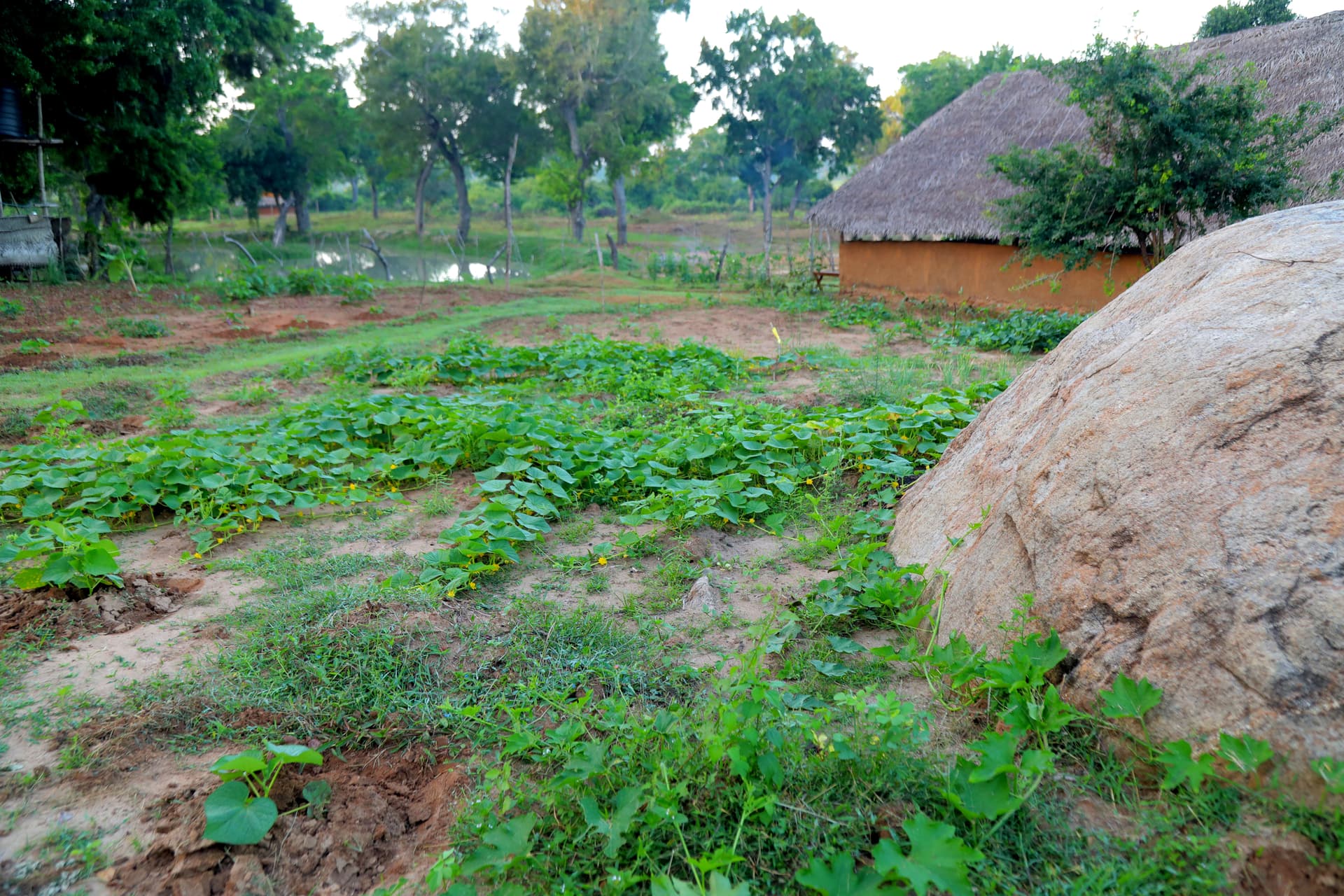 Scenic garden view featuring a large rock, creeping vines, and the traditional thatched cabana beside a marshy water body.