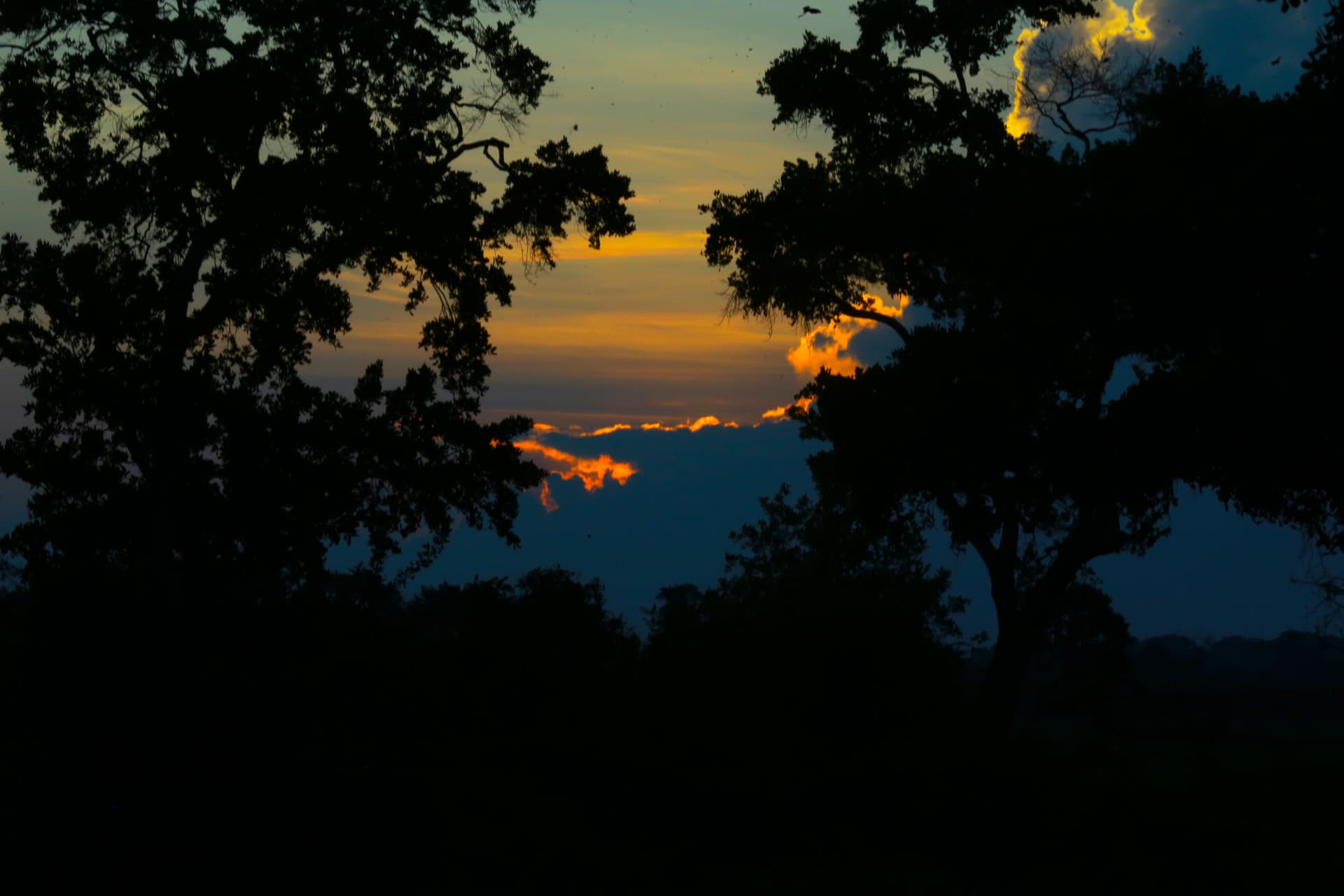 A breathtaking Yala sunset with silhouetted trees against a dramatic, fiery sky — the perfect close to a day of wild adventures.