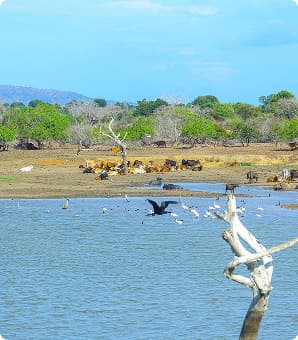 Birds and animals by the water at Bembawa Wewa
